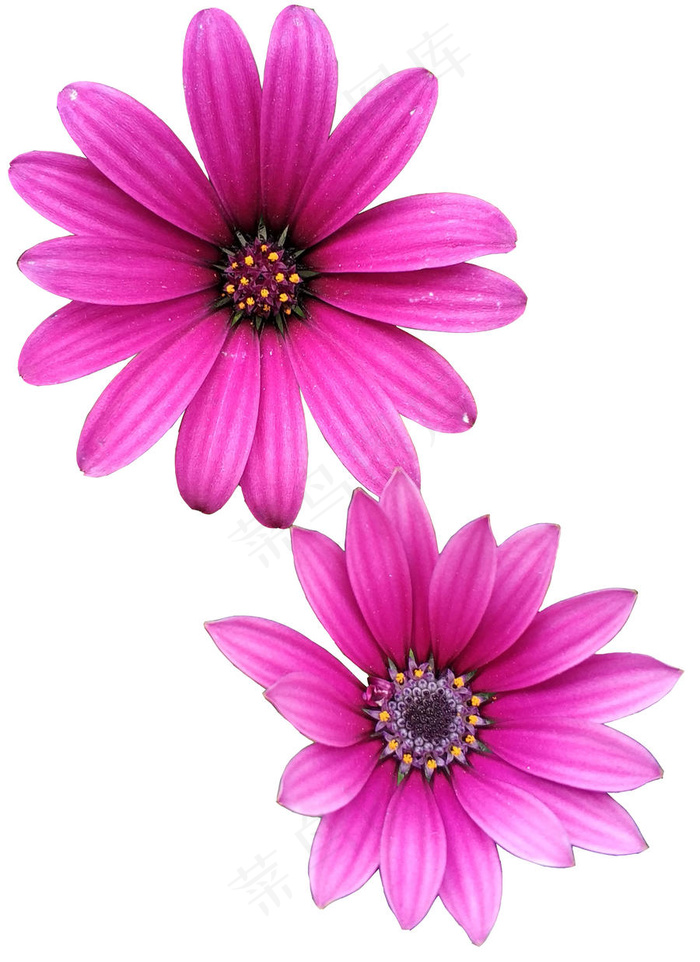 菊科 菊花 万寿菊 花朵 png素材图