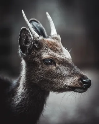 野生毛冠鹿图片