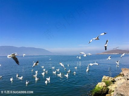洱海海鸥高清大图