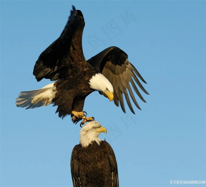 老鹰之间的戏弄鸟图片