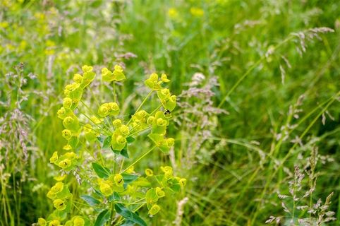 正在采蜜的小蜜蜂