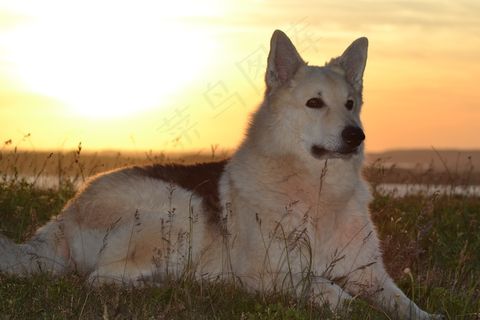 杂交雪橇犬图片