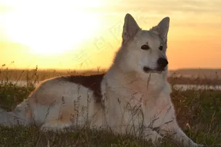 杂交雪橇犬图片