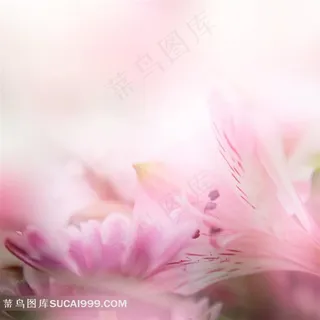 桃花唯美背景 桃花唯美背景
