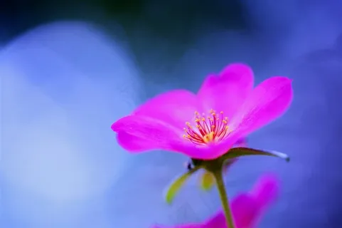 唯美红色小花鲜花图片 唯美红色小花鲜花图片