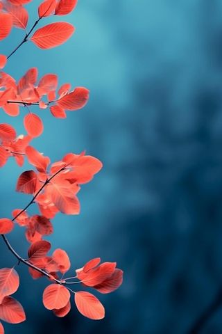 红叶大气简约蓝色背景