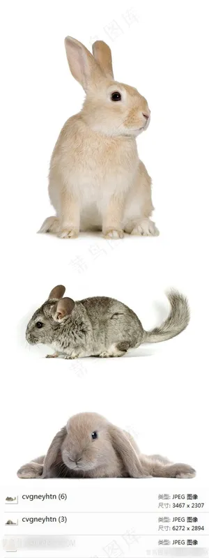 兔子摄影素材
