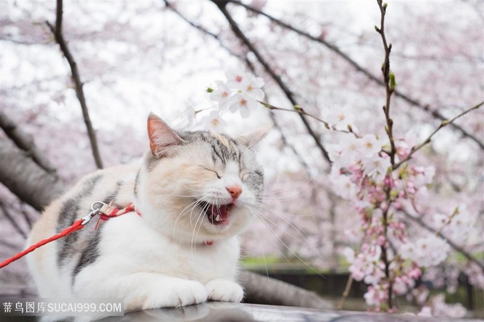 桃花下的肥猫咪图片