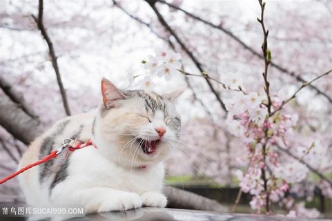桃花下的肥猫咪图片