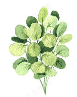 水彩插画-植物18