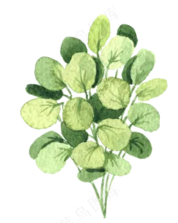 水彩插画-植物18