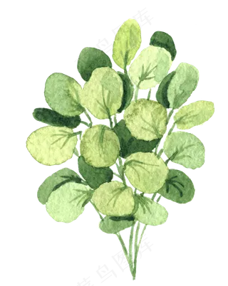 水彩插画-植物18