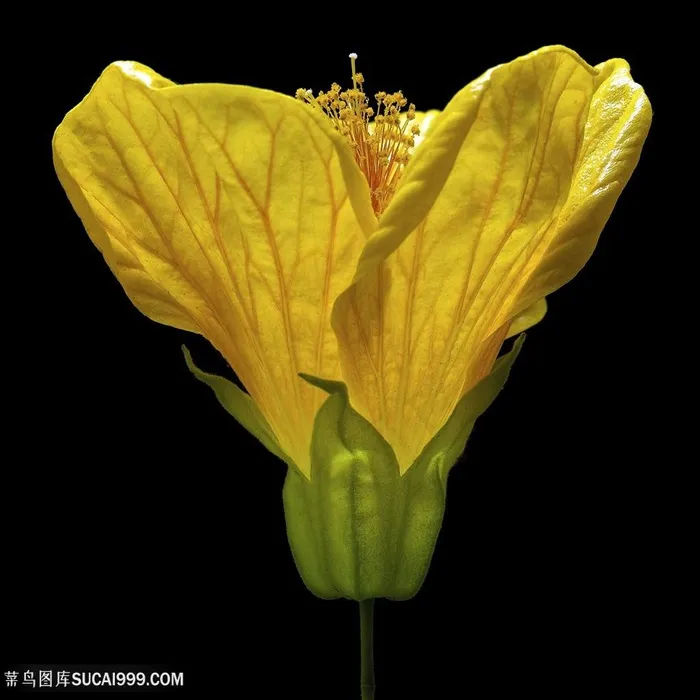 超高清黄色鲜花微距摄影图片