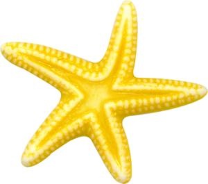 海星 PNG免抠(300x265)
