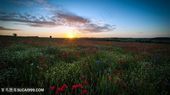 花圃美景风景画壁纸