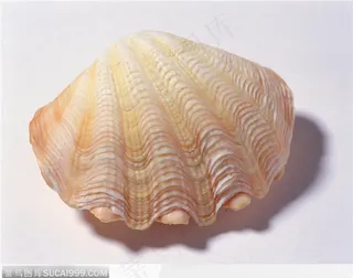 蚌壳（扇形）