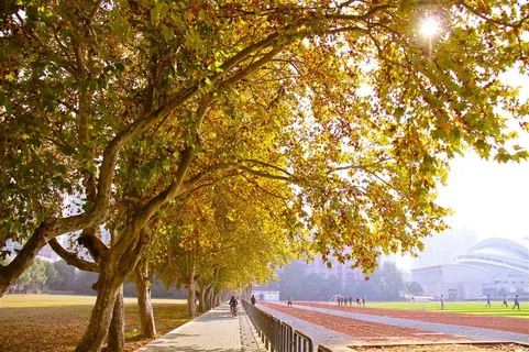 操场上秋天的梧桐树风景图片