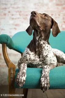 豆绿沙发上的斑点狗狗图片