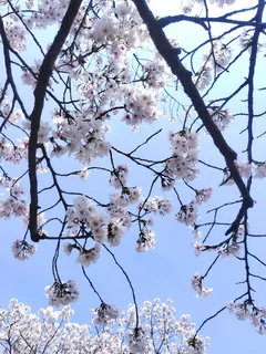 “樱花节”  “樱花节”