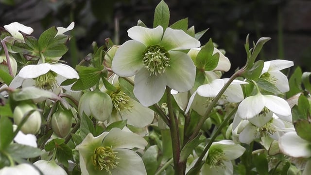 标签用逗号隔开禅, 冷静的, 平静的, 冥想, 花朵