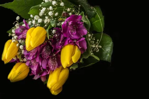 郁金香高清图片