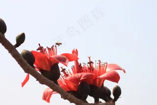 高清红色木棉花图片