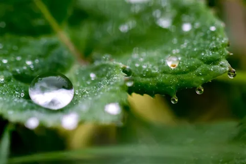 树叶上面的水珠 树叶上面的水珠