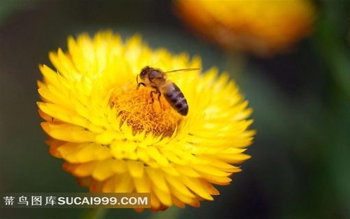 唯美的蜜蜂菊花素材