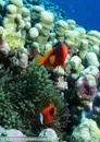 海底生物-海底世界里的珊瑚礁前游动着彩色的鱼
