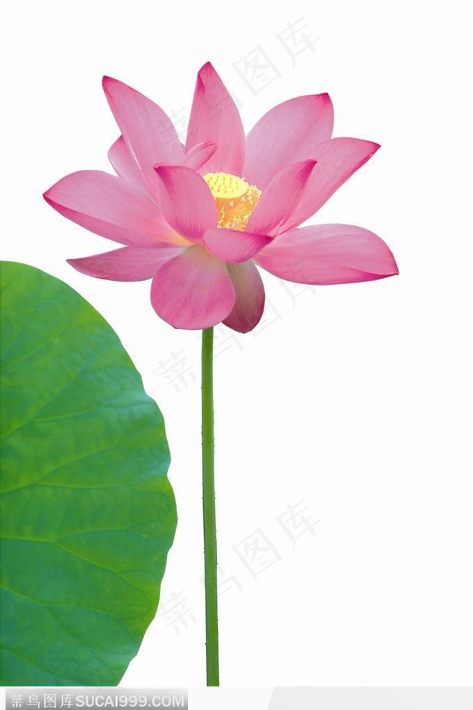 粉色荷叶与荷花图片