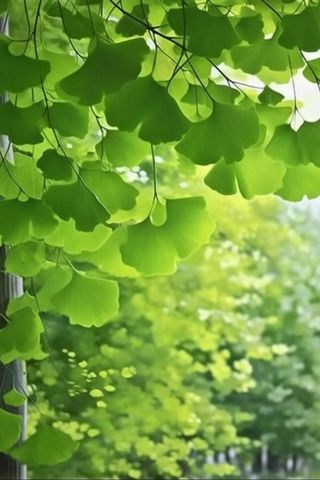 绿色银杏叶背景