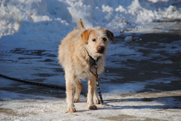 户外流浪狗图片