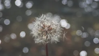 唯美蒲公英梦幻图片