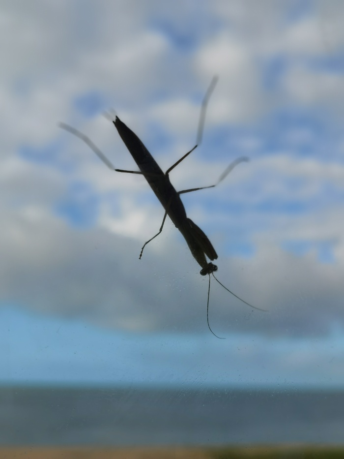 玻璃上遇见小可爱蚂蚱在赏风景