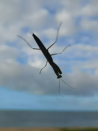 玻璃上遇见小可爱蚂蚱在赏风景