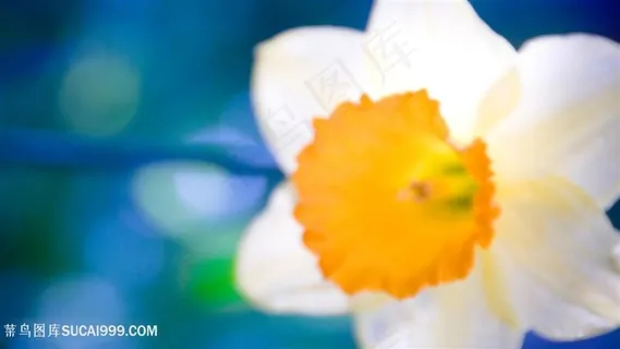 唯美小白花壁纸