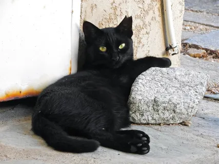黑色宠物猫图片 黑色宠物猫图片