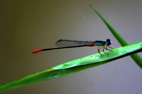可爱小蜻蜓图片 可爱小蜻蜓图片