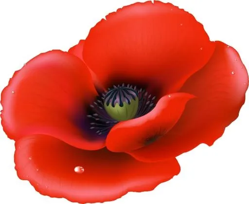 花 PNG 罂粟花免抠(974x798)
