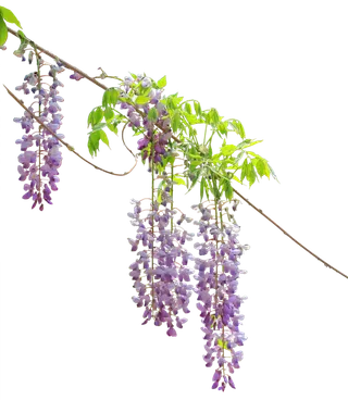 树木树枝树叶免扣素材