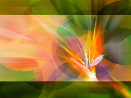 图片设计素材背景鸟语花香