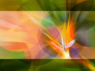 图片设计素材背景鸟语花香