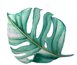 水彩插画-树叶6