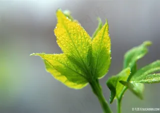 高清绿叶近景风景画