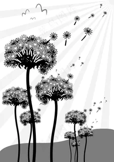 蒲公英黑白背景图片 蒲公英黑白背景图片