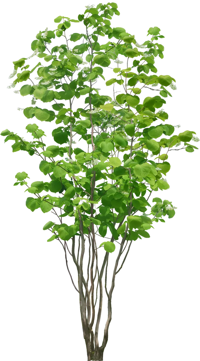 高清树木素材 免抠PSD植物素材 美术绘画园林贴图 树草灌木花草