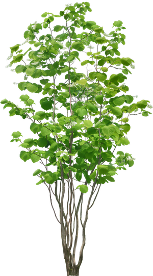 高清树木素材 免抠PSD植物素材 美术绘画园林贴图 树草灌木花草