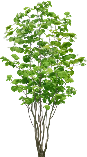 高清树木素材 免抠PSD植物素材 美术绘画园林贴图 树草灌木花草