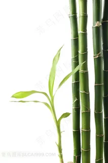 高清竹叶摄影图片