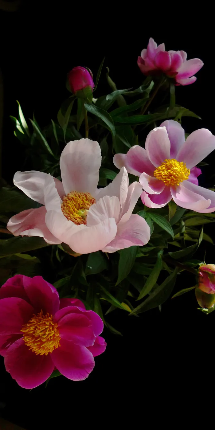 芍药花摄影图片